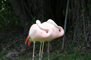 Flamingo, Jardin Biological Garden, Guaduloupe